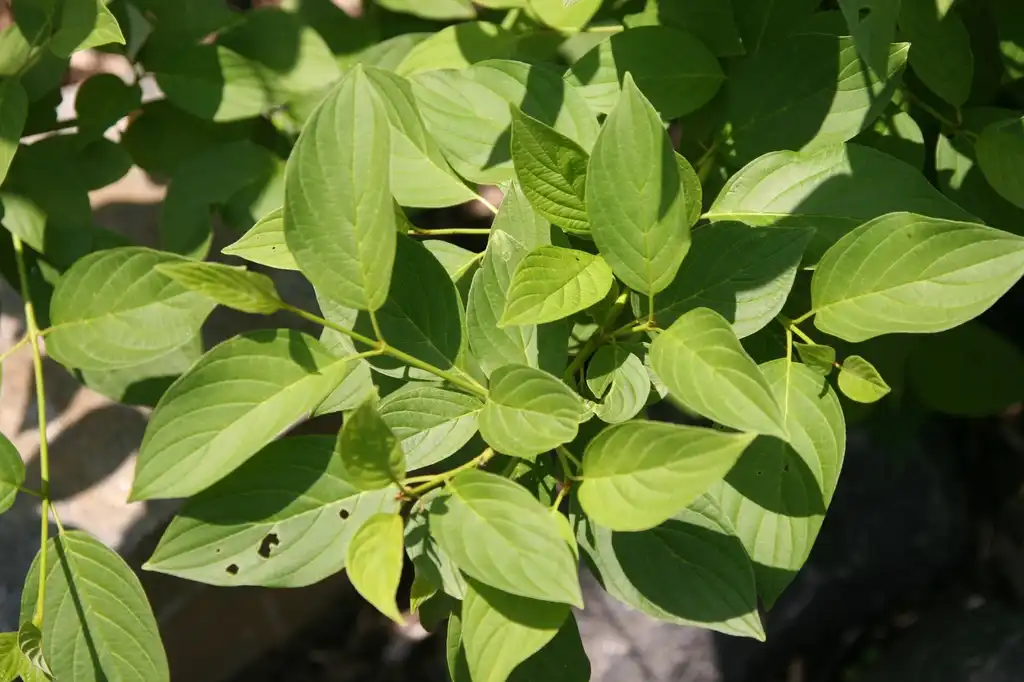 Foto de Cornus sericea 'Flaviramea' - Cornus sericea Flaviramea leaves:David J. Stang