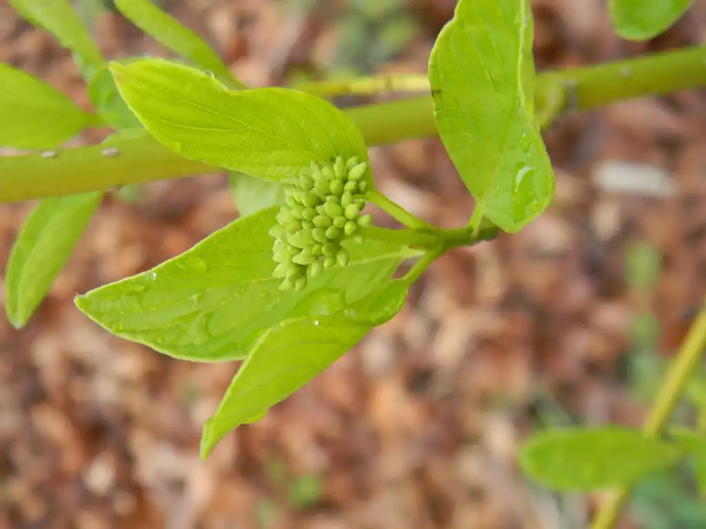 Foto de Cornus sericea 'Flaviramea' - Flower Bud and leaves (Buncombe County, NC):Randy Harter