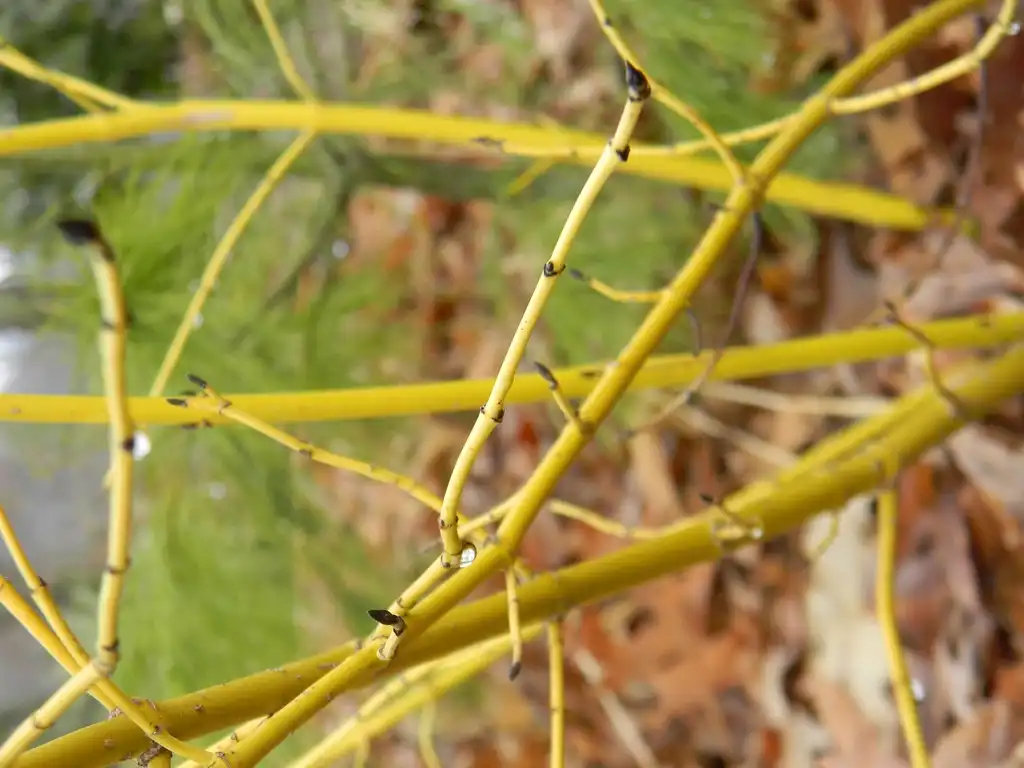 Foto de Cornus sericea 'Flaviramea' - Stem (Buncombe County, NC):Randy Harter