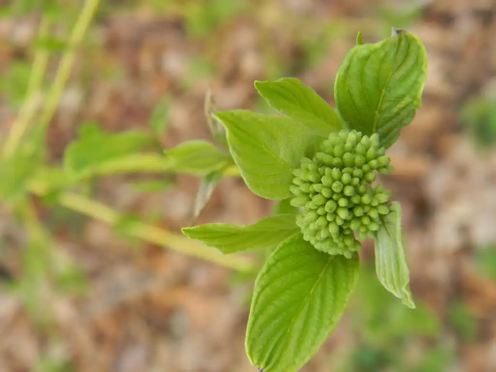 Foto de Cornus sericea 'Flaviramea' - Flower bud close-up (Buncombe County, NC):Randy Harter