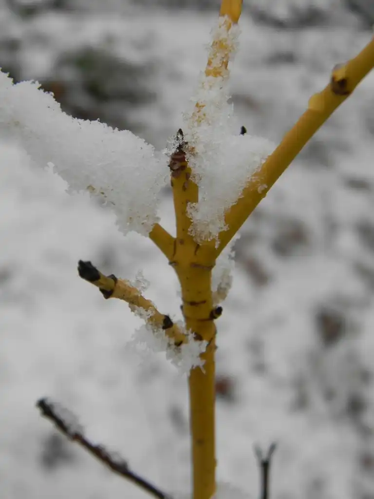 Foto de Cornus sericea 'Flaviramea' - Snow covered stem (Buncombe County, NC):Randy Harter