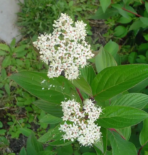 Foto de Cornus sericea (Cornus sericeas)