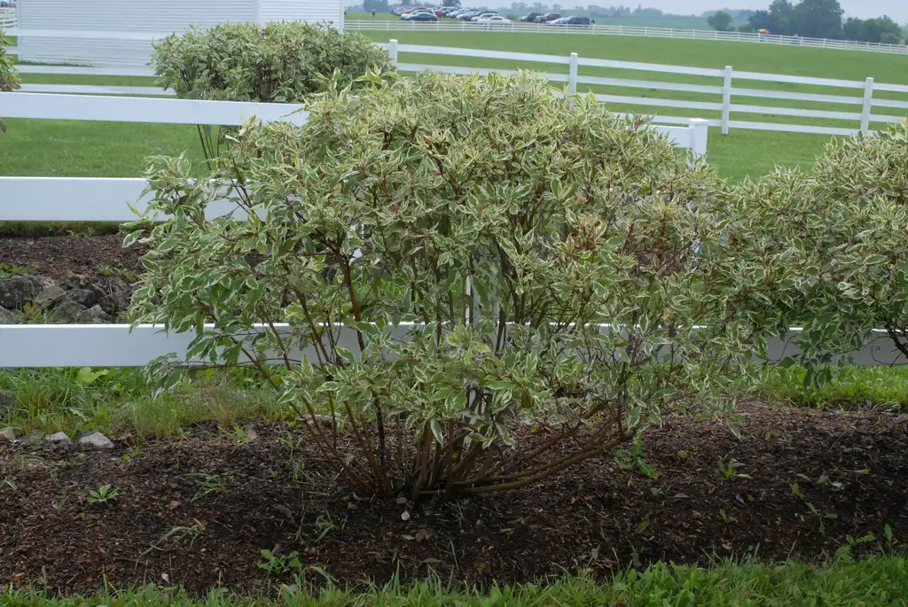 Foto de Cornus sericea - Cornus sericea 'Sibirica Variegata' - variegated full bush:Jim Lawrence