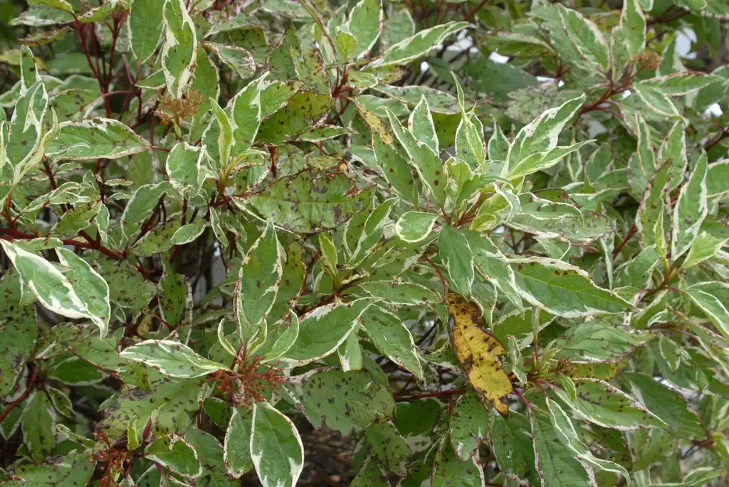 Foto de Cornus sericea - Cornus sericea 'Sibirica Variegata' - variegated foliage:Jim Lawrence