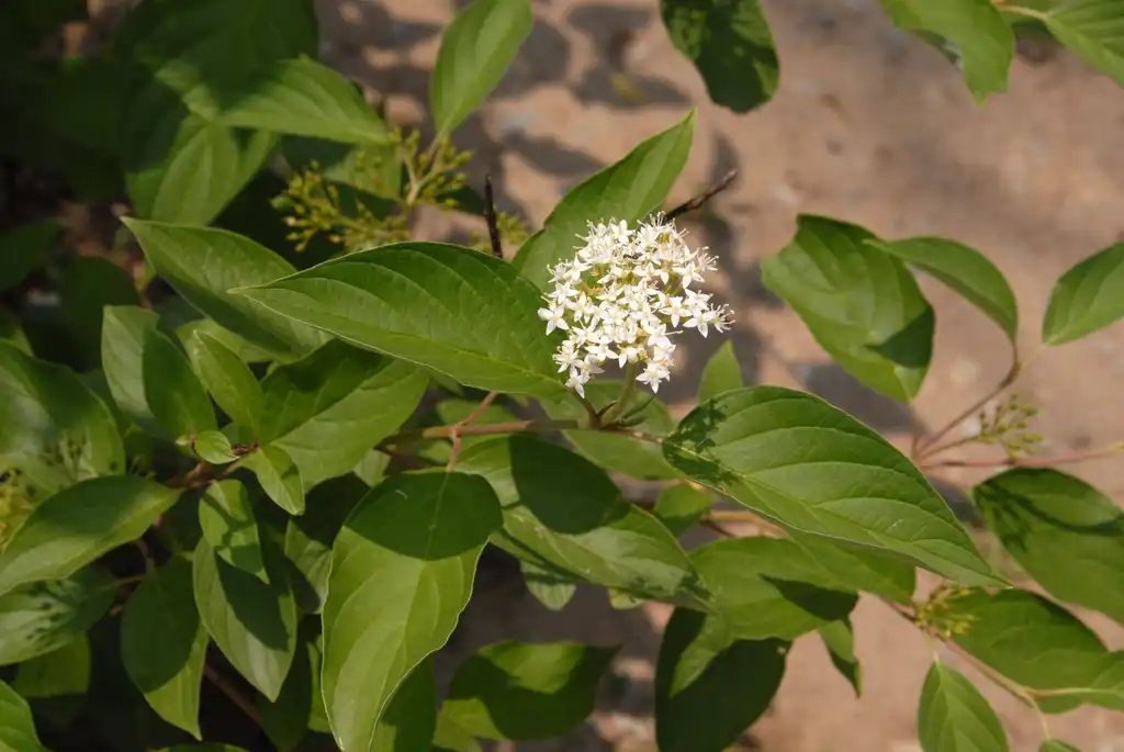 Foto de Cornus sericea - Flower and Leaves:Jim Robbins