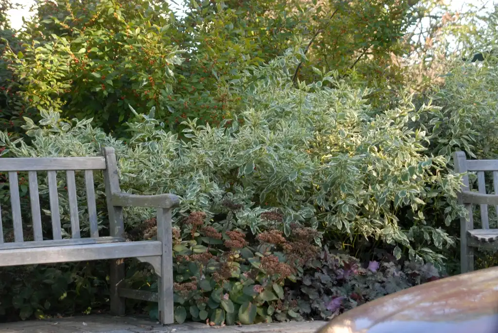 Foto de Cornus sericea - 'Silver and Gold' Form:Jim Robbins