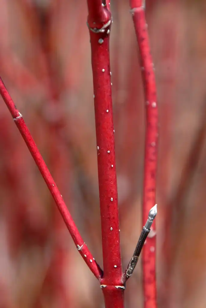 Foto de Cornus sericea - 'Artic Fire' Twig:Jim Robbins