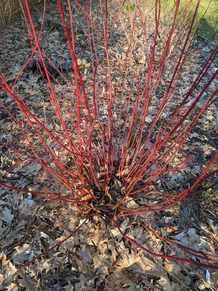 Foto de Cornus sericea - Form (Cabarrus County,NC)-Late Winter:Hope Duckworth
