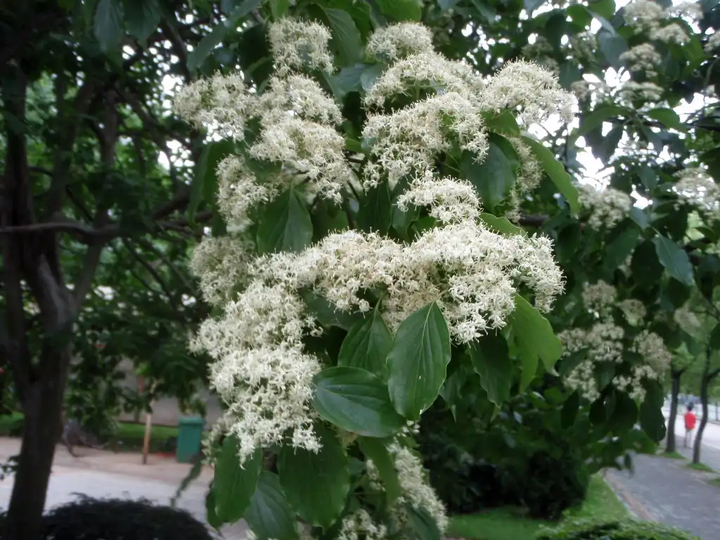 Foto de Cornus wilsoniana (Cornus wilsonianas)