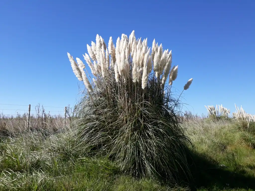 Фото Cortaderia selloana (Cortaderia selloanas)