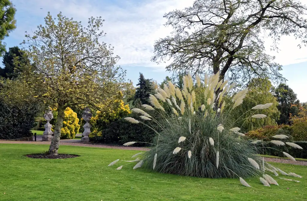 Фото Cortaderia selloana (Cortaderia selloanas)