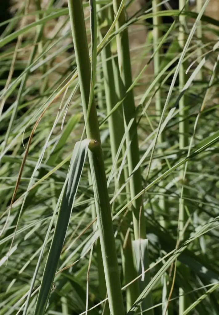Фото Cortaderia selloana - Stems (Warren County,NC):Cathy Dewitt