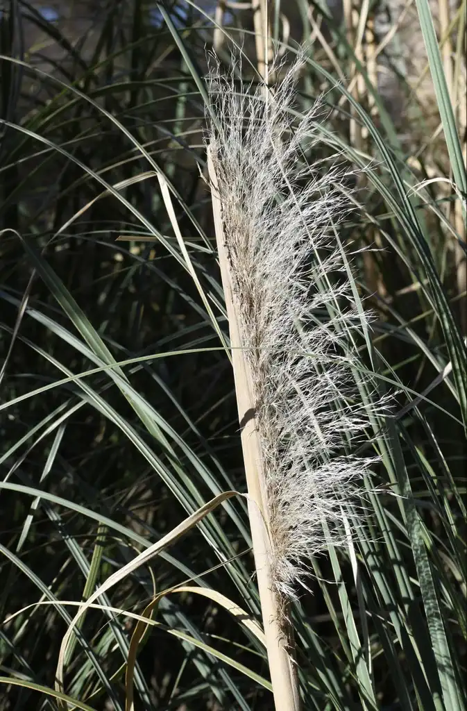 Фото Cortaderia selloana - Flower head (Warren County, NC)-Mid Winter:Cathy Dewitt