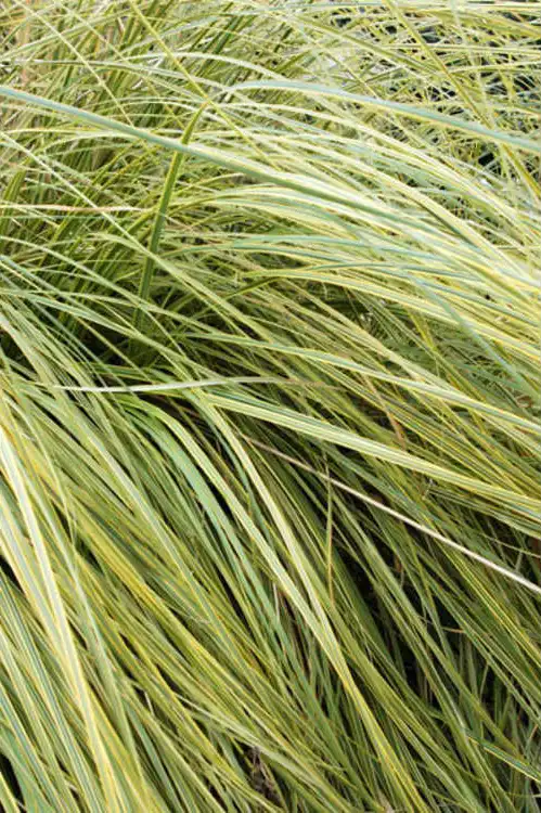 Фото Cortaderia selloana - Cortaderia selloana 'Aureolineata' leaves:JCRA