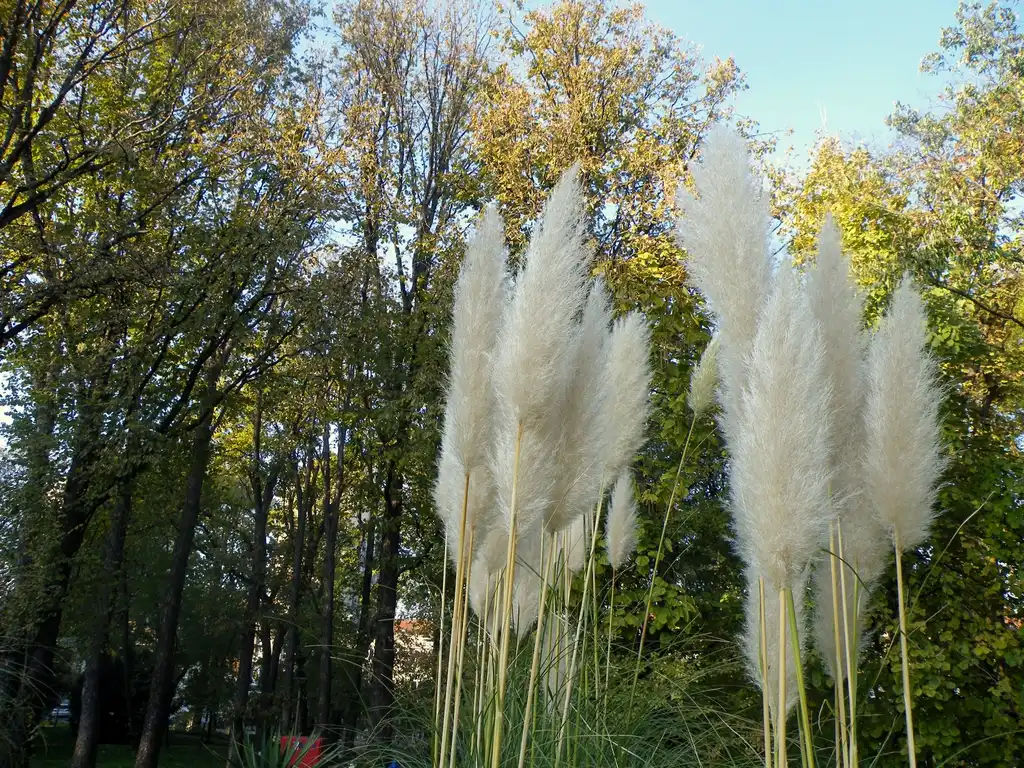 Фото Cortaderia selloana - Cortaderia selloana:Marija Gajić