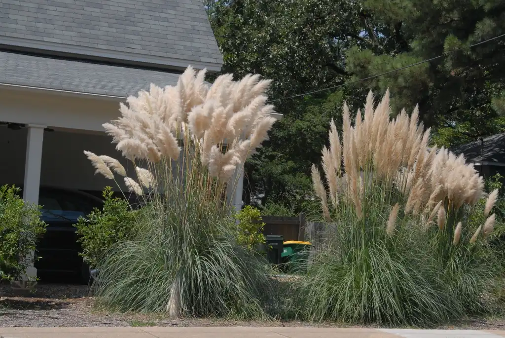 Фото Cortaderia selloana - Flower Form (Female-Left and Male-Right):Jim Robbins
