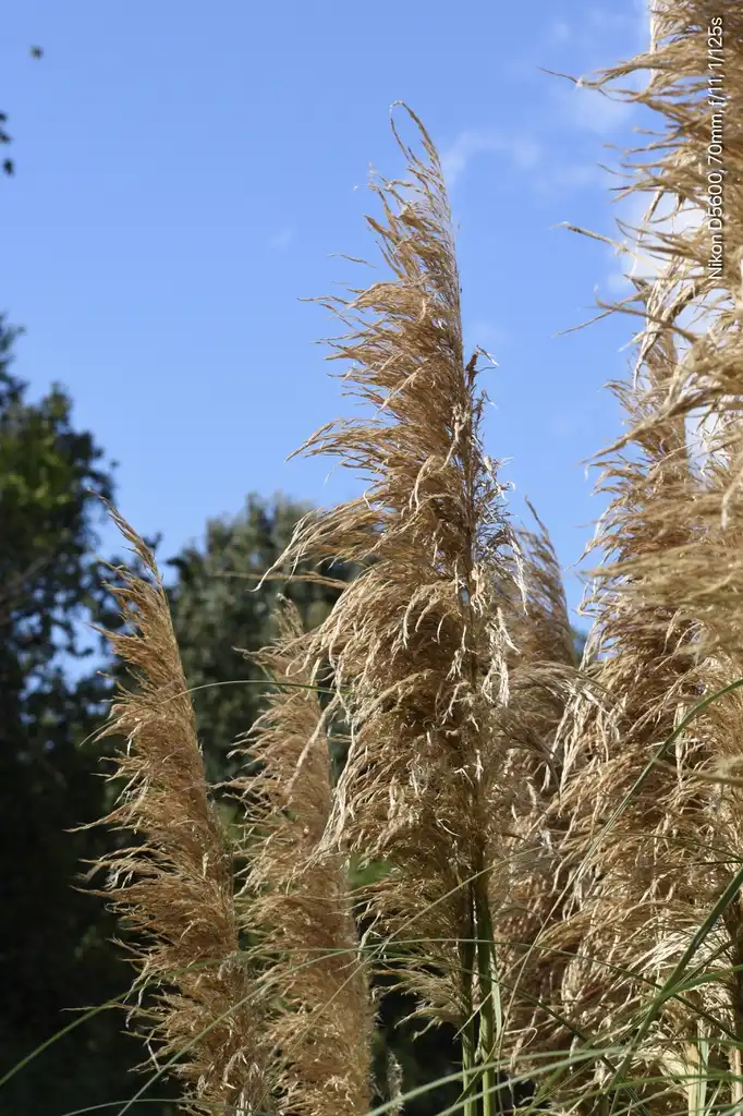 Фото Cortaderia selloana - Flower Heads (Warren County,NC)-Fall:Cathy Dewitt