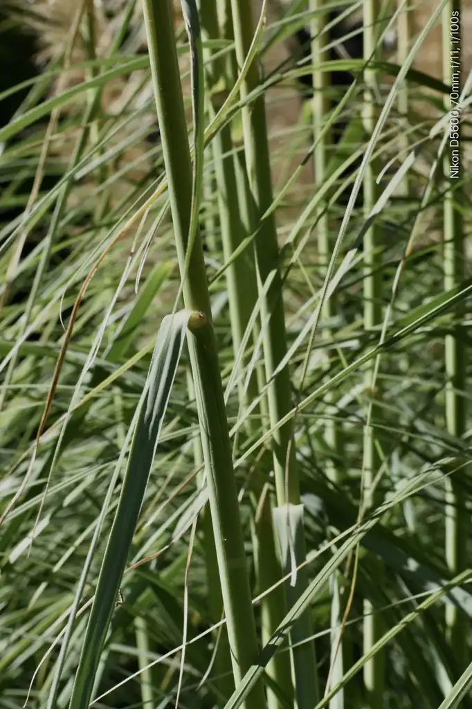 Фото Cortaderia selloana - Stem (Warren County,NC):Cathy Dewitt