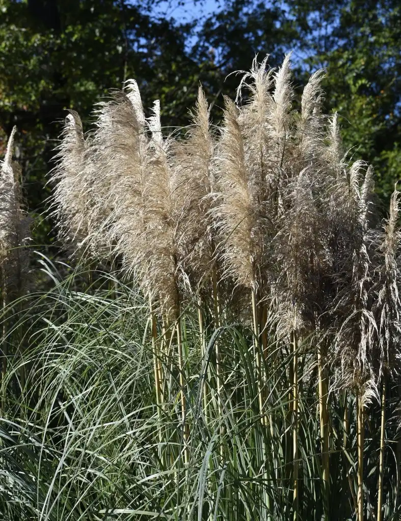 Фото Cortaderia selloana - Form (Warren County, NC)-Mid Fall:Cathy Dewitt