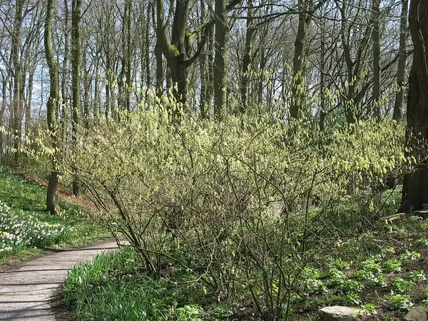 Foto de Corylopsis pauciflora (Corylopsis paucifloras)