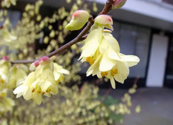Foto de Corylopsis pauciflora (Corylopsis paucifloras)