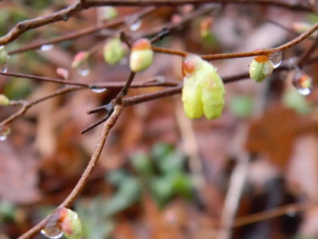 Foto de Corylopsis pauciflora - Stem (Buncombe County, NC):Randy Harter