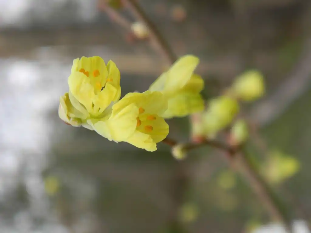 Foto de Corylopsis pauciflora - Flower close-up (Buncombe County, NC):Randy Harter
