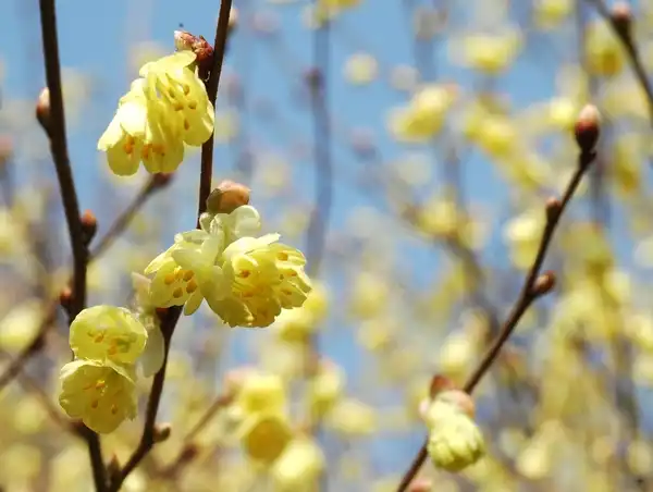 Foto de Corylopsis pauciflora - flowers:Autan