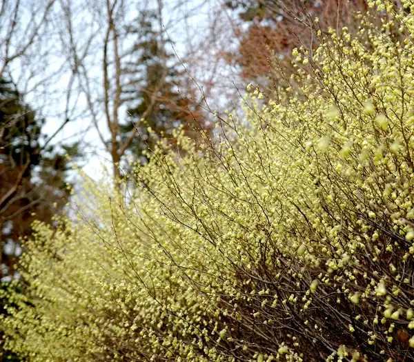 Foto de Corylopsis pauciflora - flowers:Autan