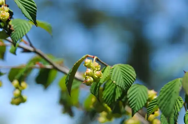 Foto de Corylopsis pauciflora - leaves and flowers:Bahamut Chao