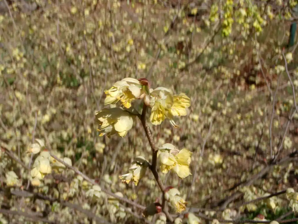 Foto de Corylopsis pauciflora - Corylopsis pauciflora Flowers:Jim Robbins