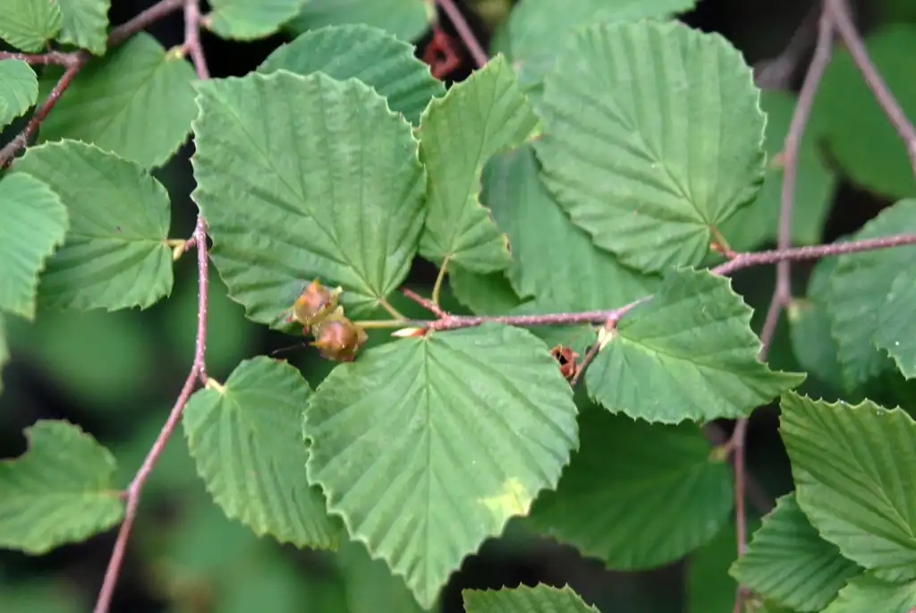 Foto de Corylopsis pauciflora - Corylopsis pauciflora Leaves:Jim Robbins