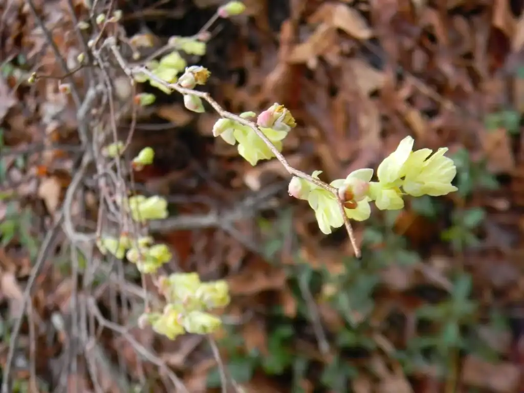 Foto de Corylopsis pauciflora - Flower and stem (Buncombe County, NC):Randy Harter