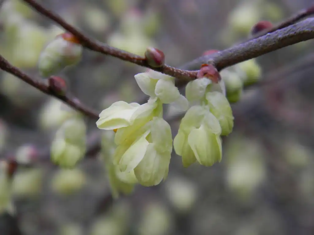 Foto de Corylopsis pauciflora - Flowers (Buncombe County, NC):Randy Harter