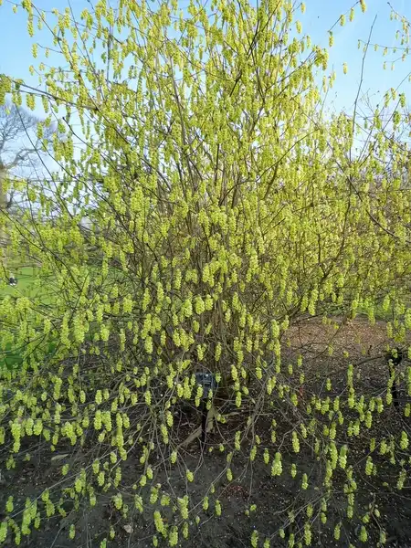 Foto de Corylopsis sinensis (Corylopsis sinensiss)