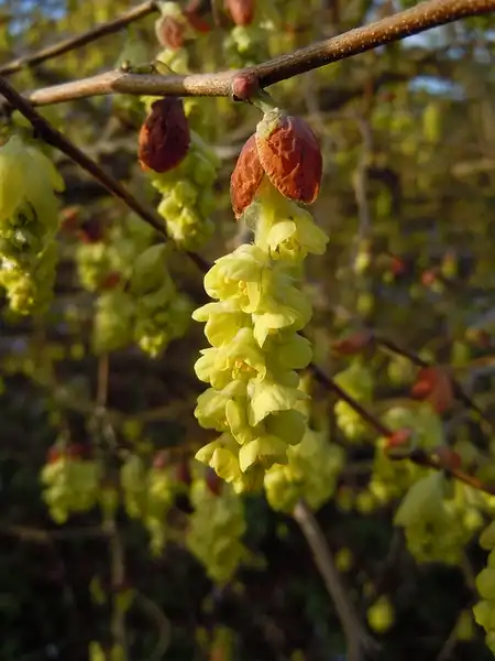 Foto de Corylopsis sinensis (Corylopsis sinensiss)