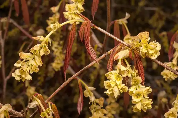 Foto de Corylopsis sinensis - Corylopsis sinensis:C. E. Timothy Paine