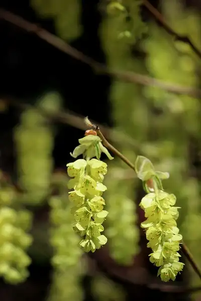 Photo of Corylopsis spicata (Corylopsis spicatas)