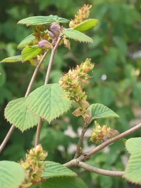 Photo of Corylopsis spicata (Corylopsis spicatas)