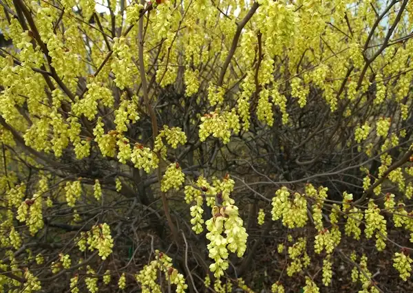 Photo of Corylopsis spicata - Corylopsis spicata:Autan