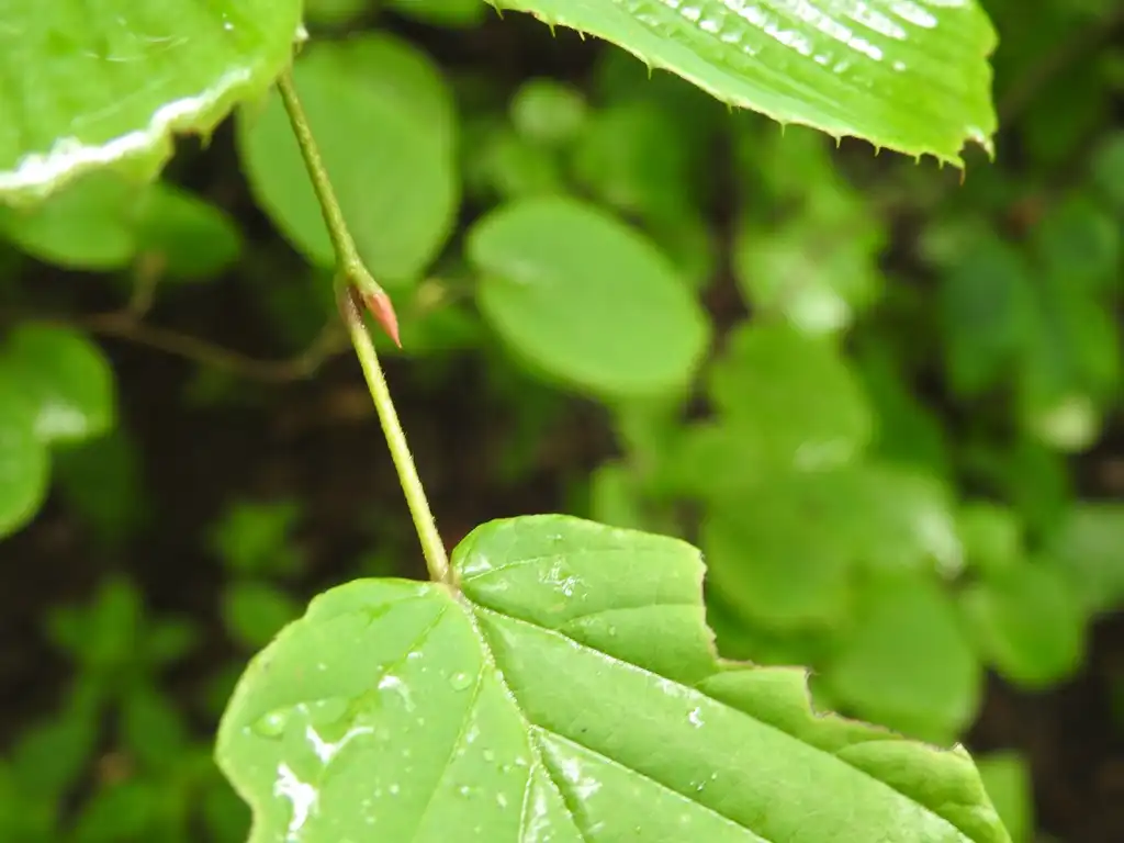 Photo of Corylopsis spicata - Corylopsis spicata bud:Kathleen Moore