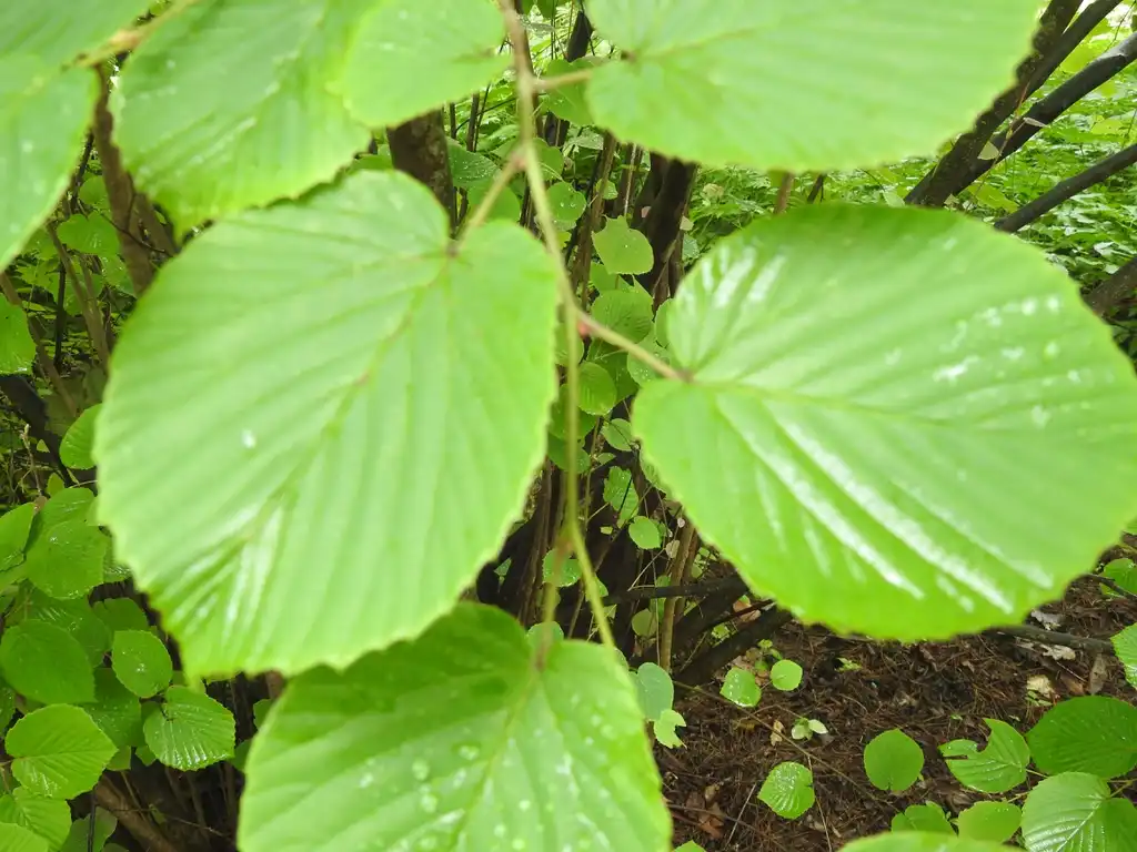 Photo of Corylopsis spicata - Corylopsis spicata leaf:Kathleen Moore