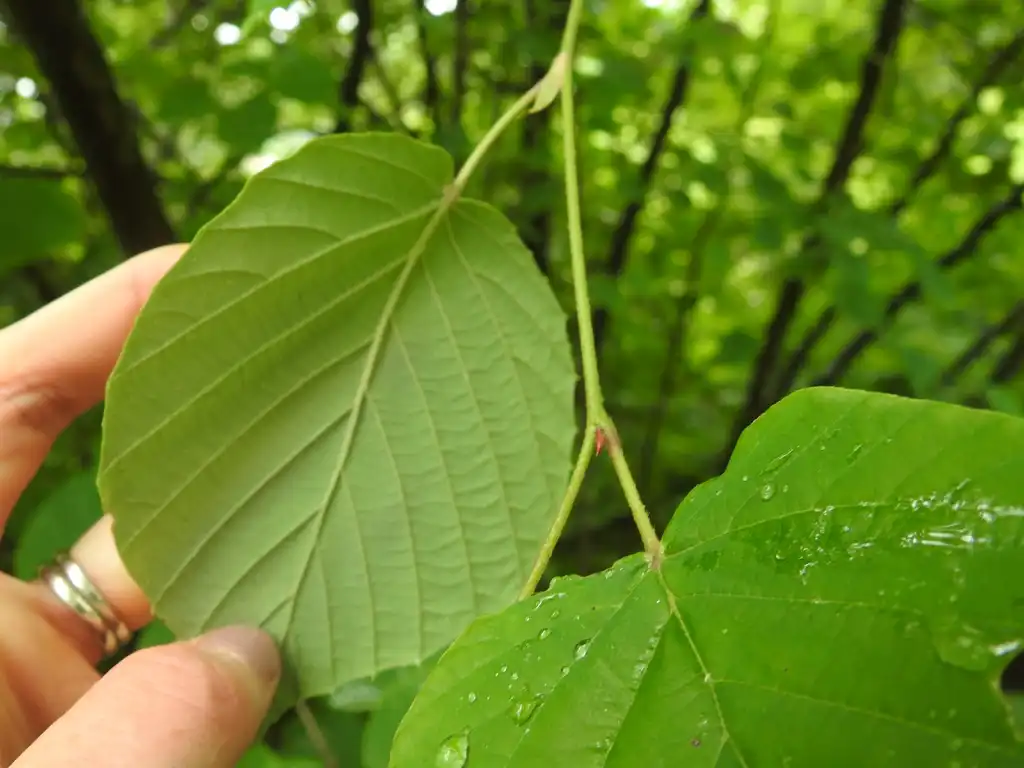 Photo of Corylopsis spicata - Corylopsis spicata leaf underside:Kathleen Moore
