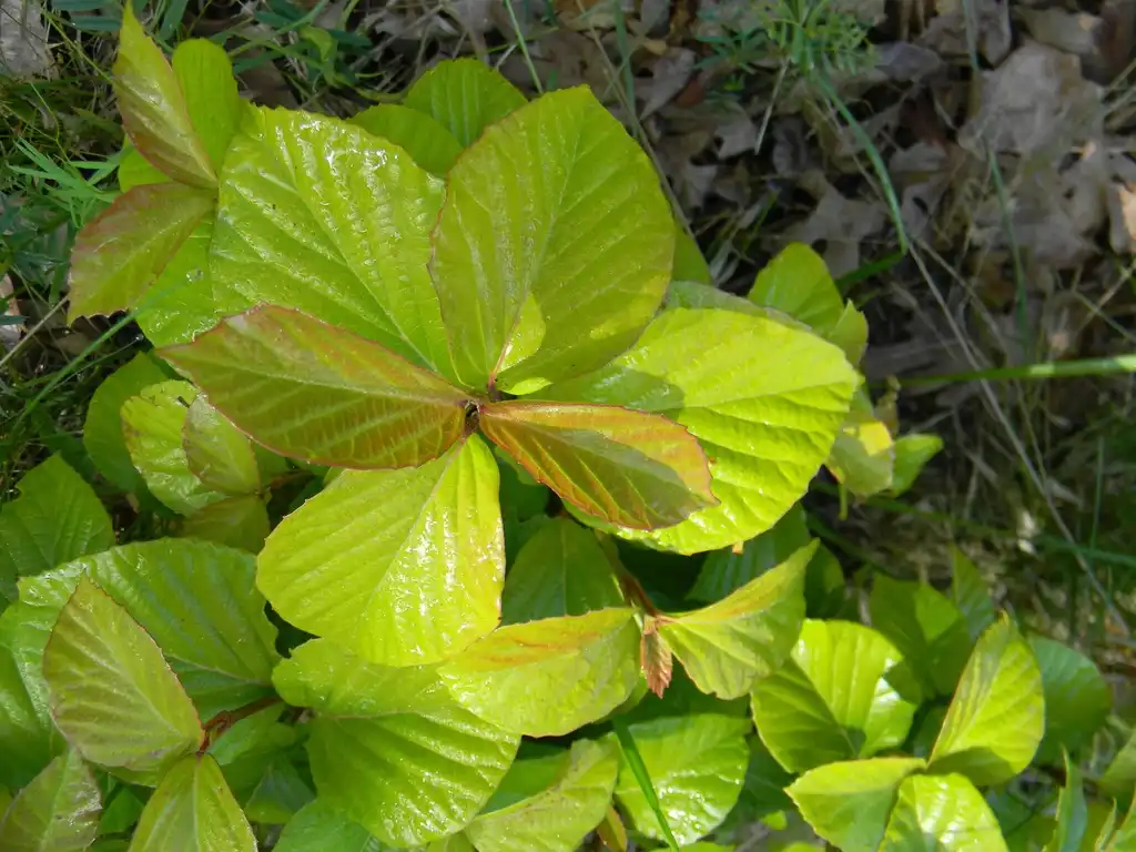 Photo of Corylopsis spicata - 'Aurea' Leaves Close-Up (Buncombe County,NC):Randy Harter