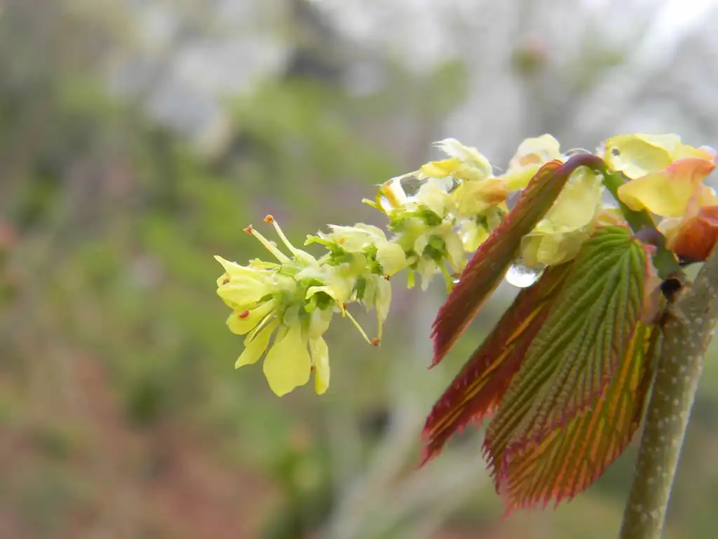 Photo of Corylopsis spicata - Flowers (Buncombe County, NC):Randy Harter