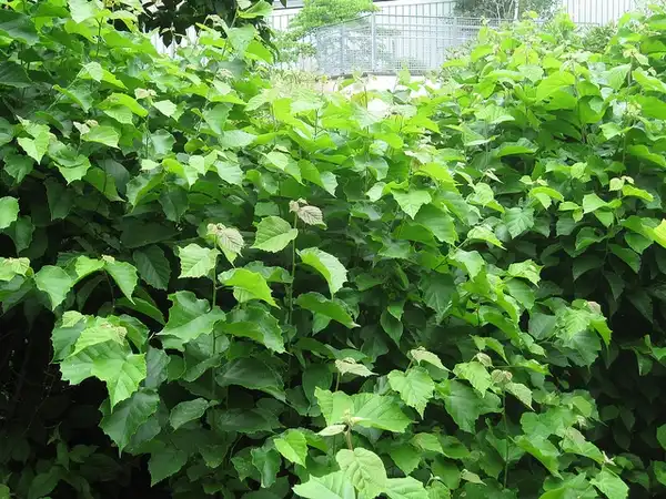 Фото Corylus americana (Corylus americanas)