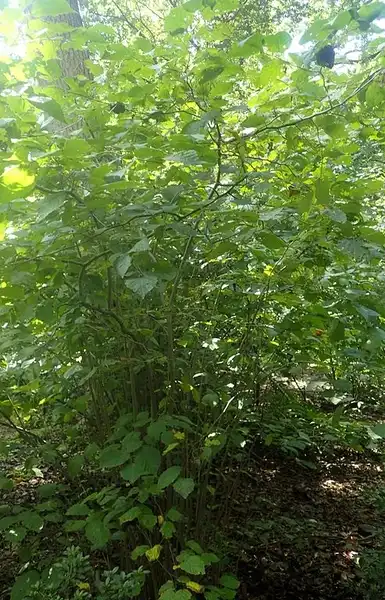 Фото Corylus americana (Corylus americanas)