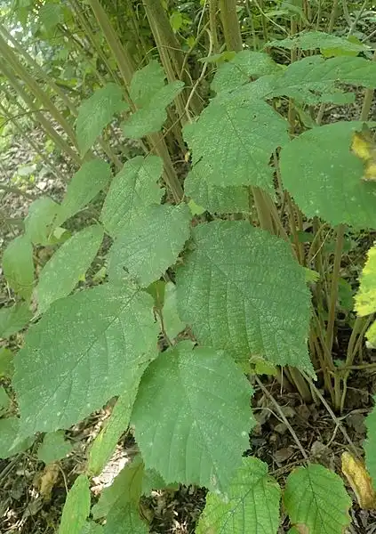 Фото Corylus americana - Leaf:Kryzsztof Ziarnek, Kenraiz