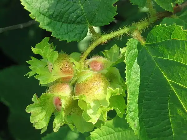 Фото Corylus americana - :Superior National Forest