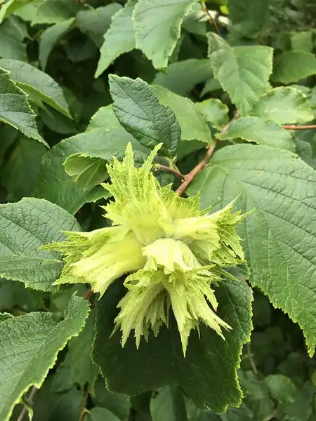 Фото Corylus americana - :Kristine Paulus
